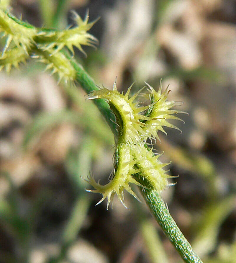 Image of curvenut combseed