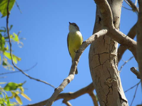 Image of Lemon-bellied Flycatcher