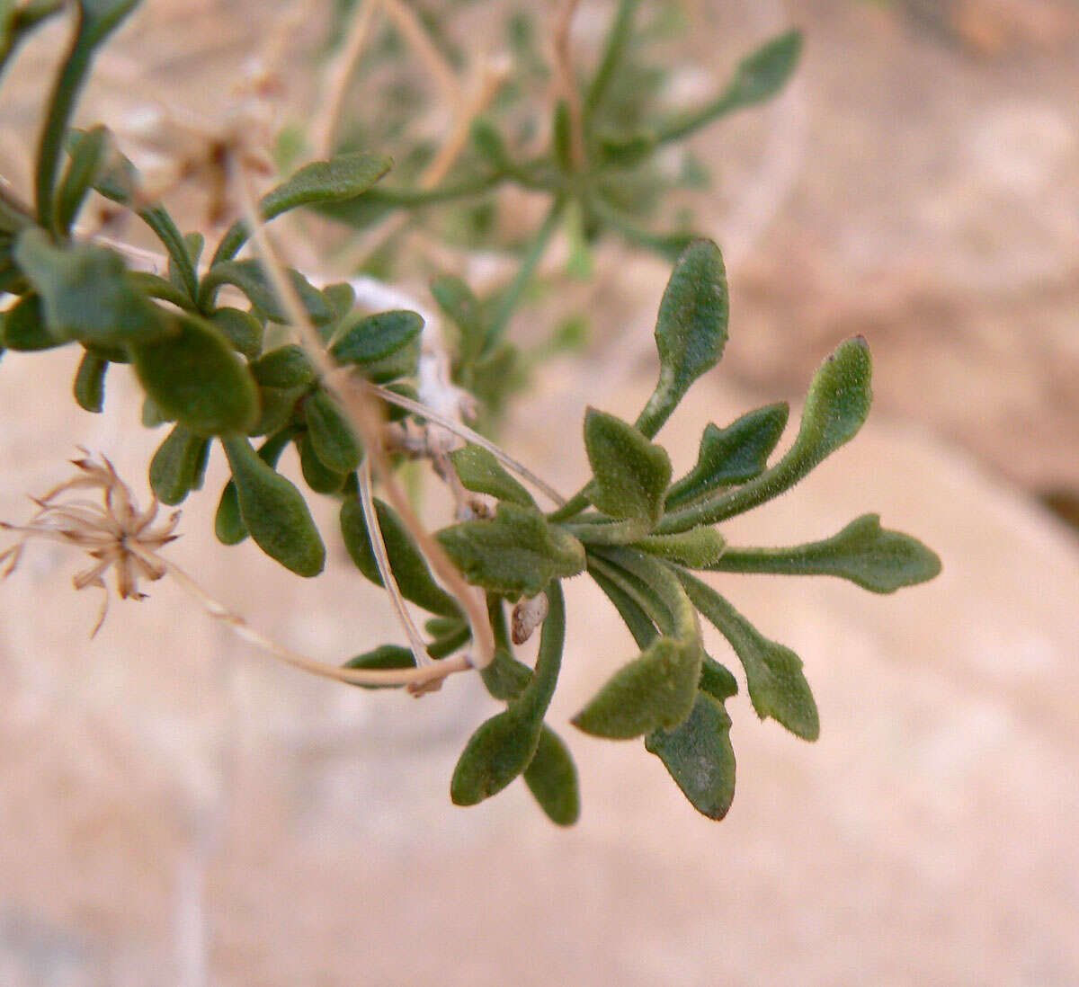 Plancia ëd Pleurocoronis pluriseta (A. Gray) R. King & H. Rob.