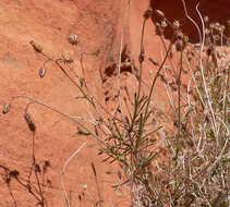 Plancia ëd Pleurocoronis pluriseta (A. Gray) R. King & H. Rob.