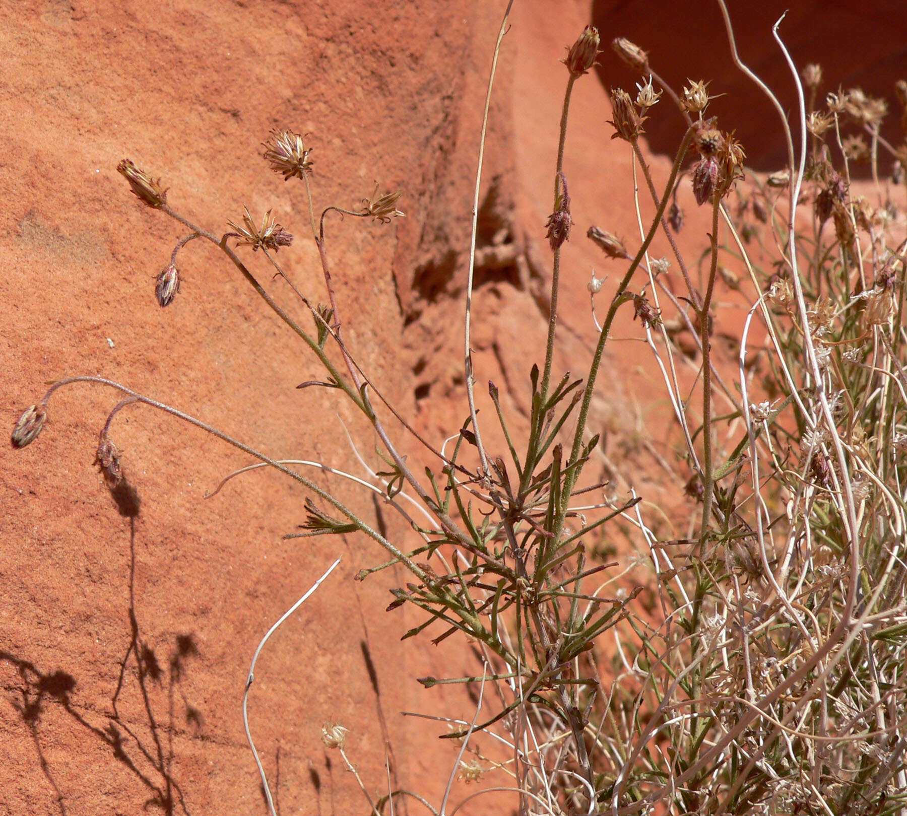 Pleurocoronis pluriseta (A. Gray) R. King & H. Rob.的圖片