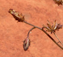 Plancia ëd Pleurocoronis pluriseta (A. Gray) R. King & H. Rob.