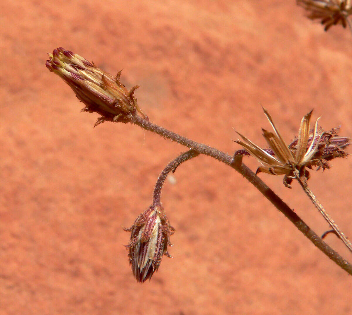 Pleurocoronis pluriseta (A. Gray) R. King & H. Rob.的圖片