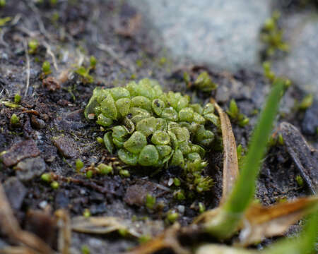 Image of Sphaerocarpos texanus Austin