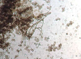 Image of Didymium clavus