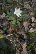 Imagem de Anemone nemorosa L.