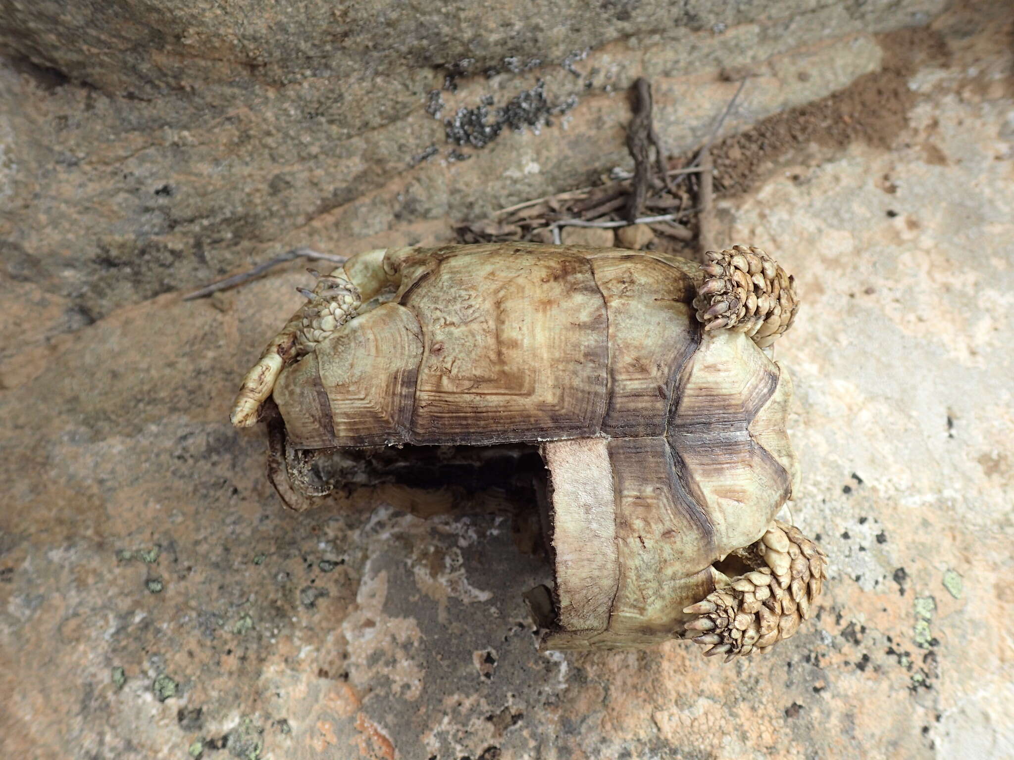 Image of Karoo dwarf tortoise