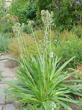 Image of button eryngo