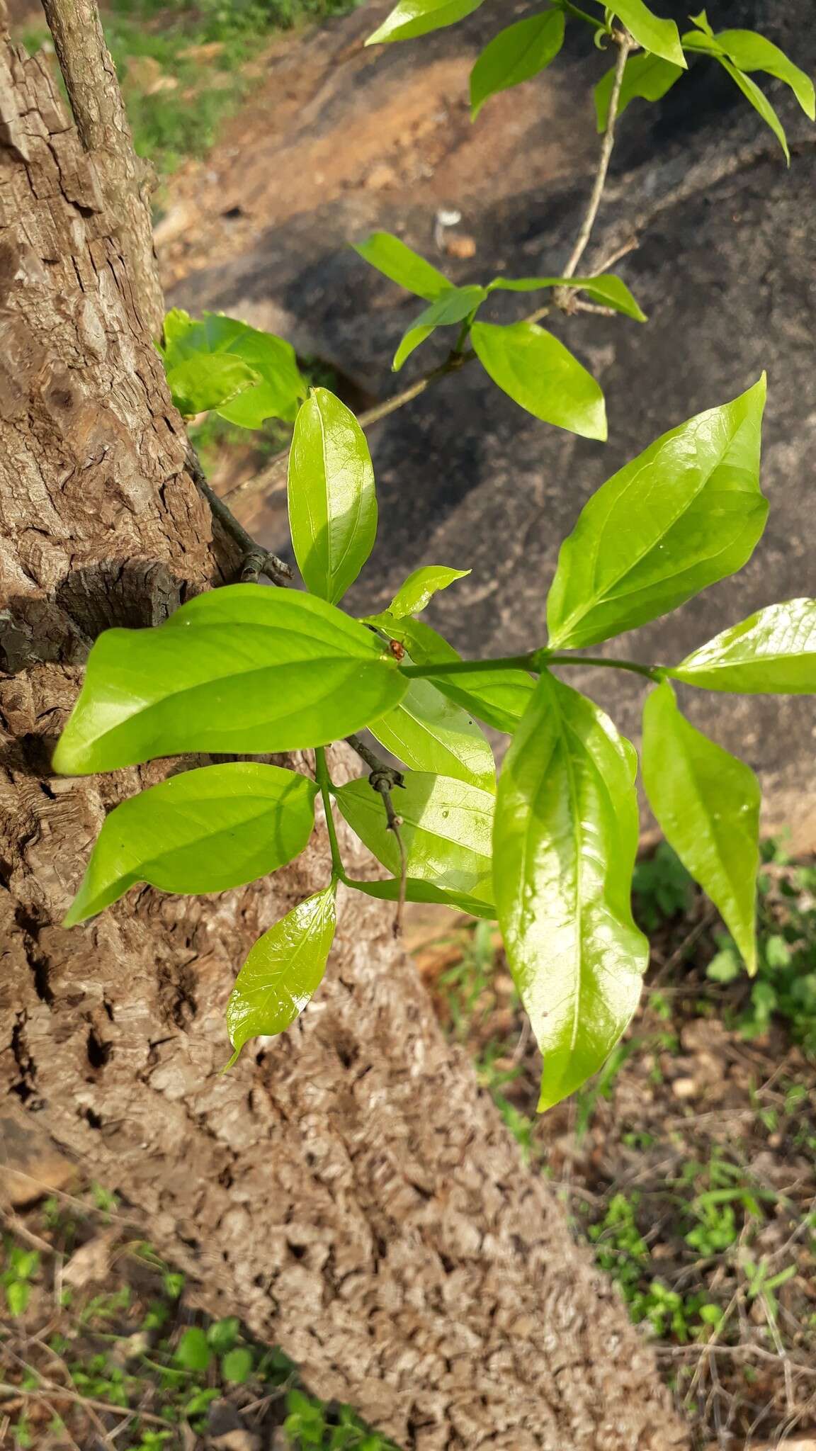 Image of Black bitterberry