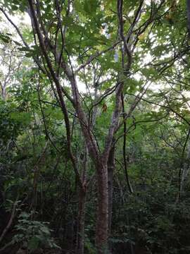 Image of Cnidoscolus megacanthus Breckon ex Fern. Casas