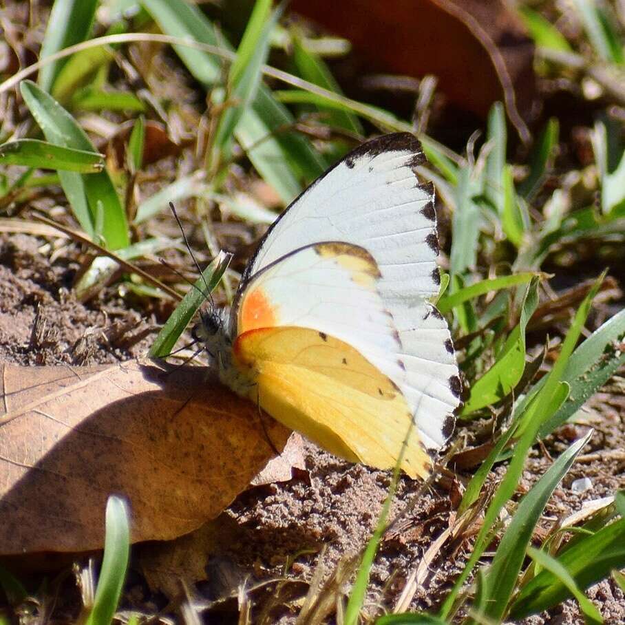 Слика од Belenois thysa (Hopffer 1855)