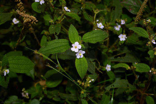 Imagem de Pleroma clinopodifolium (DC.) Triana