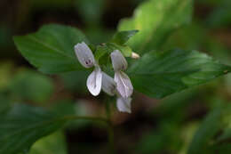 صورة Hypoestes triflora (Forssk.) Roem. & Schult.