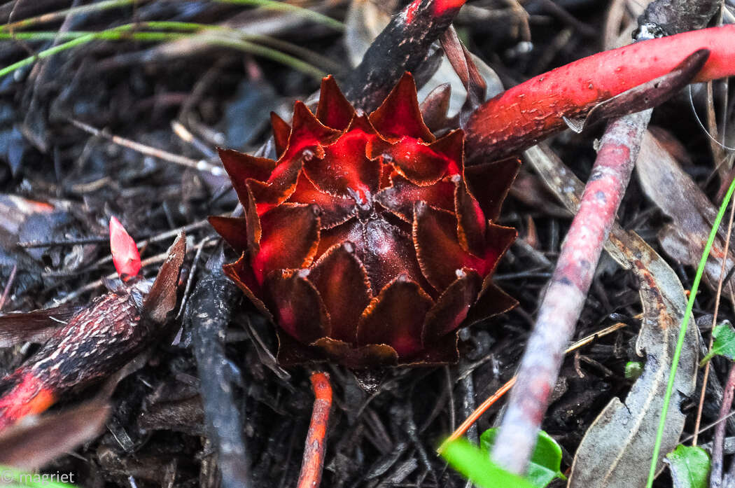 Imagem de Protea cordata Thunb.