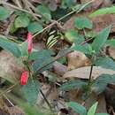 Ruellia densa (Nees) Hiern resmi