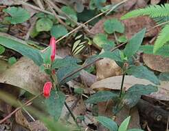 Ruellia densa (Nees) Hiern resmi