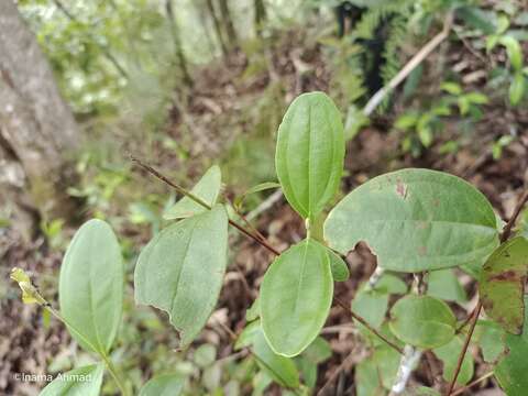 صورة Rhodamnia cinerea Jack