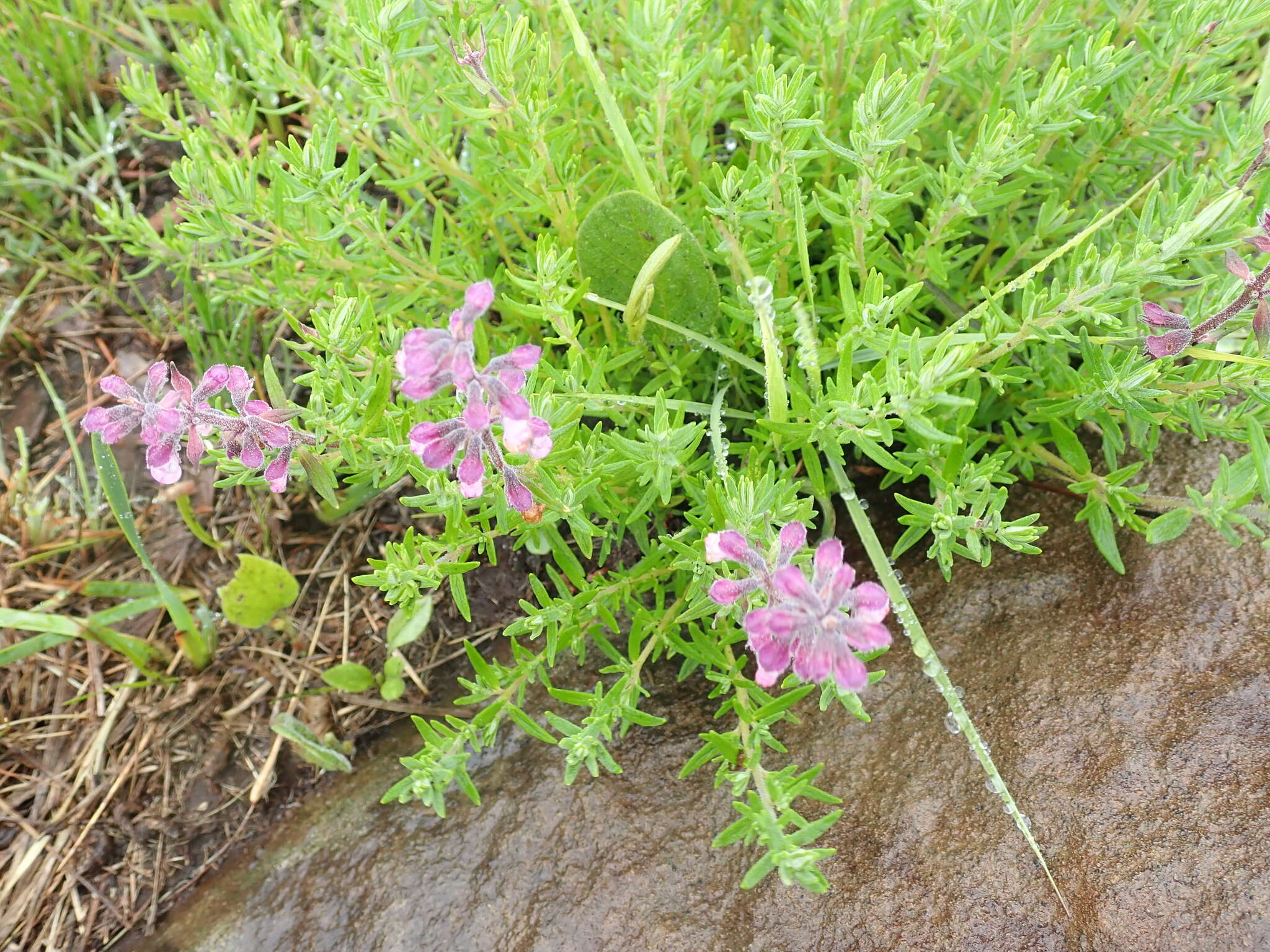 Image of Syncolostemon teucriifolius (Hochst.) D. F. Otieno