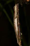 Image of Blotchbelly Anole