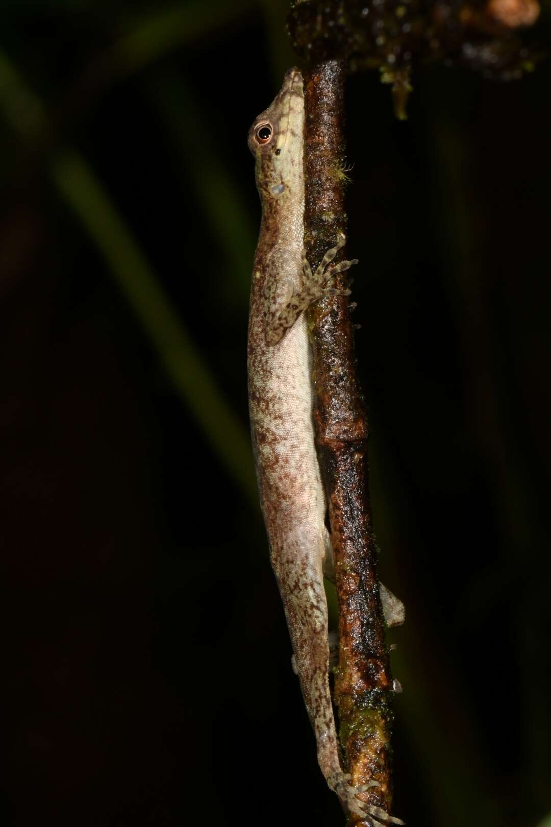 Image of Blotchbelly Anole