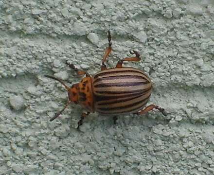 Image of Colorado potato beetle