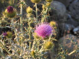 Image of Cirsium rhaphilepis (Hemsl.) Petr.