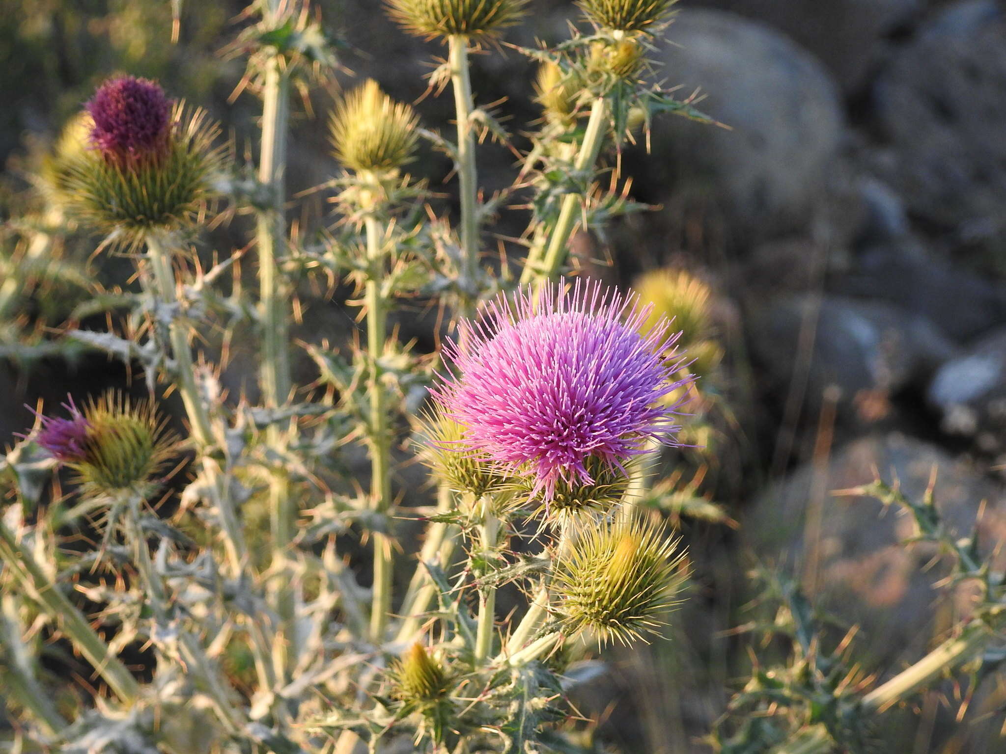 Image of Cirsium rhaphilepis (Hemsl.) Petr.