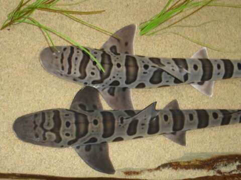 Image of Leopard Shark