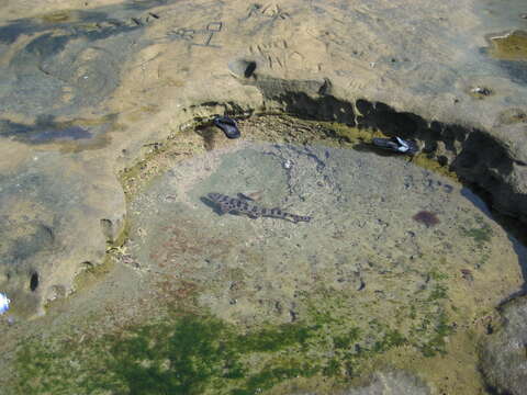 Image of Leopard Shark