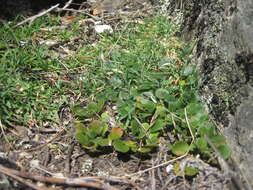 Image of Pelargonium triphyllum Jacq.