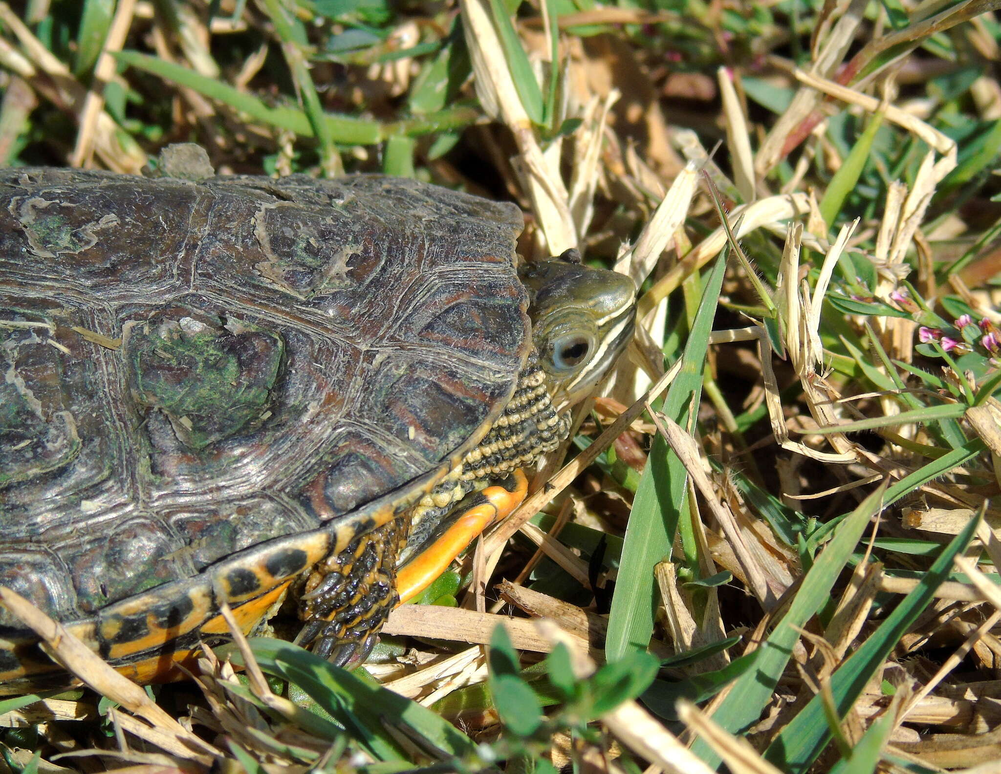 Image of Caspian turtle