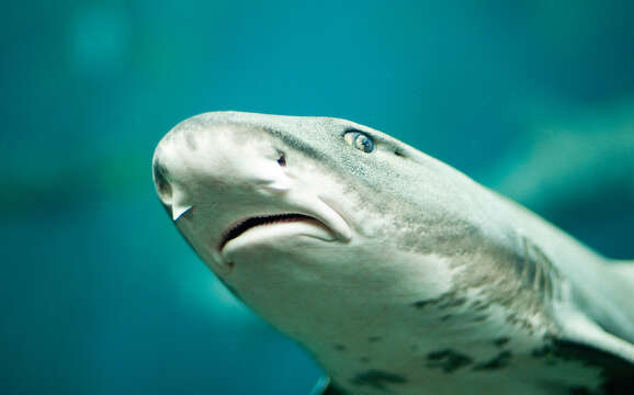 Image of Leopard Shark