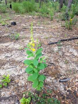 Image of showy crotalaria