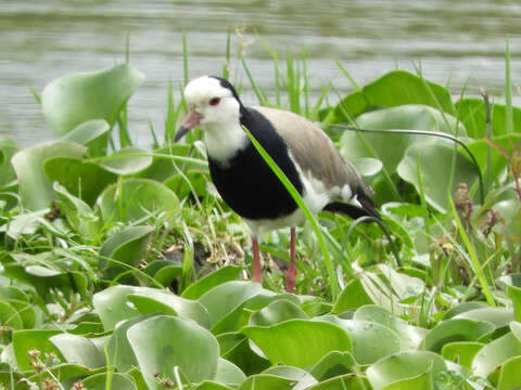 Image of Long-toed Lapwing