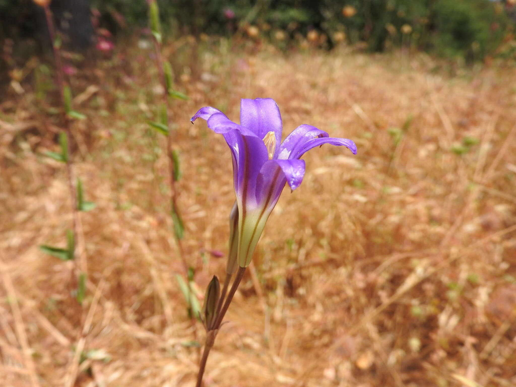 Image of harvest brodiaea