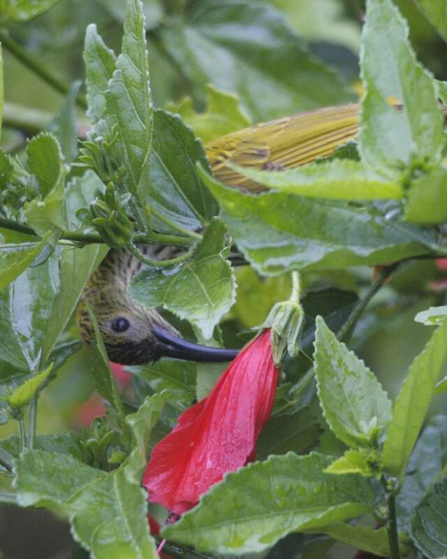 Image of Streaked Spiderhunter