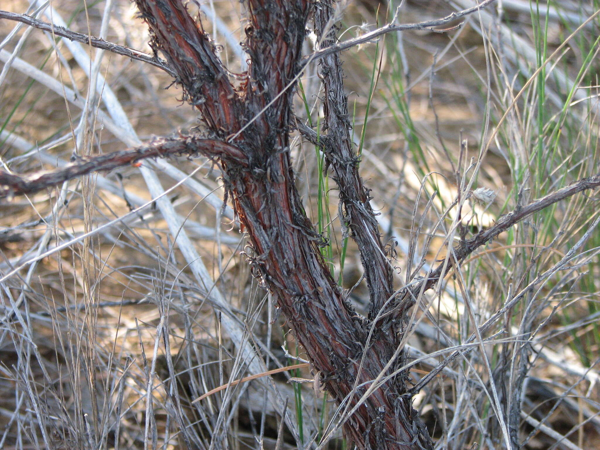 Image of Curly-bark Wattle