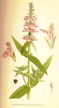 Image of Hedge-nettle