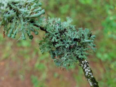 Image of shield lichen