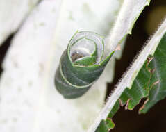 Imagem de Caloptilia rhoifoliella (Chambers 1876)