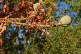 Imagem de Aesculus californica (Spach) Nutt.