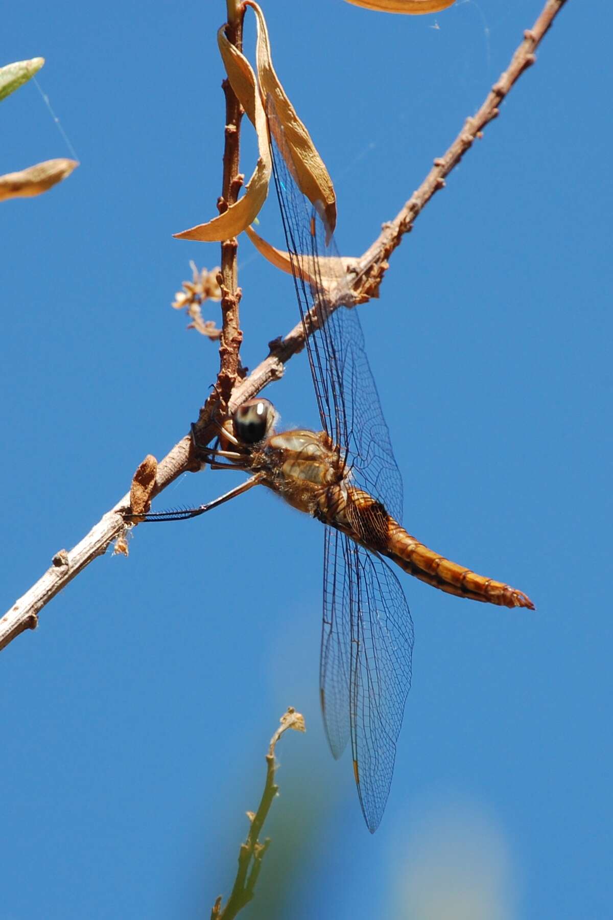 Image de Pantala hymenaea (Say 1840)