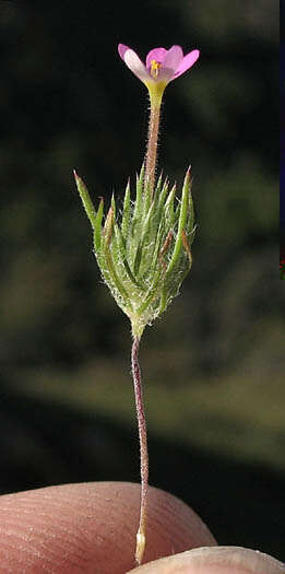 Image of whiskerbrush