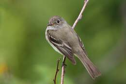 Image of Alder Flycatcher