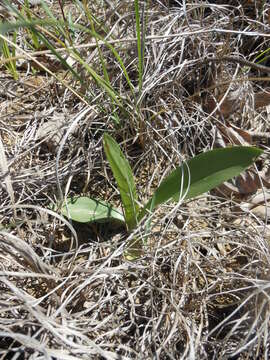 Spiranthes magnicamporum Sheviak的圖片