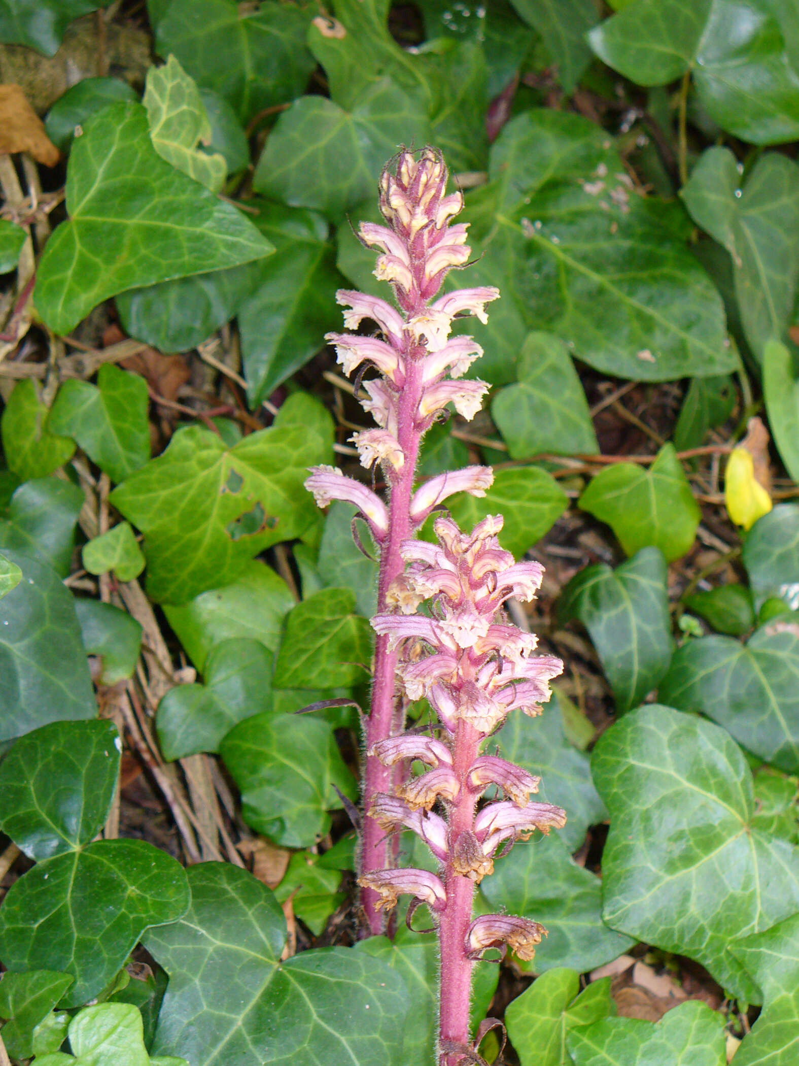 Image of ivy broomrape