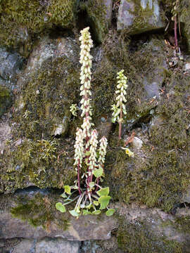 Image of Umbilicus rupestris (Salisb.) Dandy