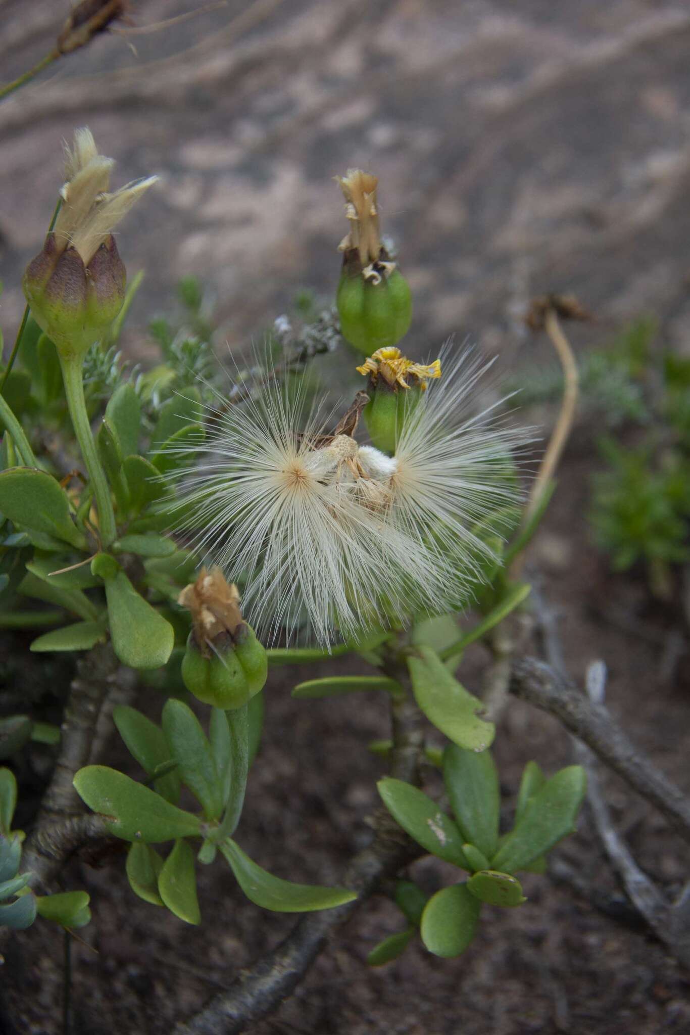 Image de Othonna arborescens L.