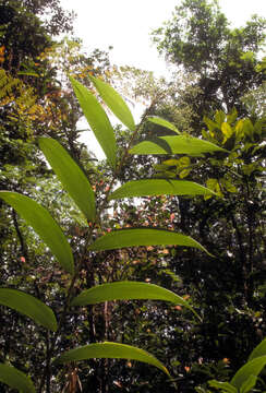 Image of Joinvillea plicata (Hook. fil.) Newell & B. C. Stone