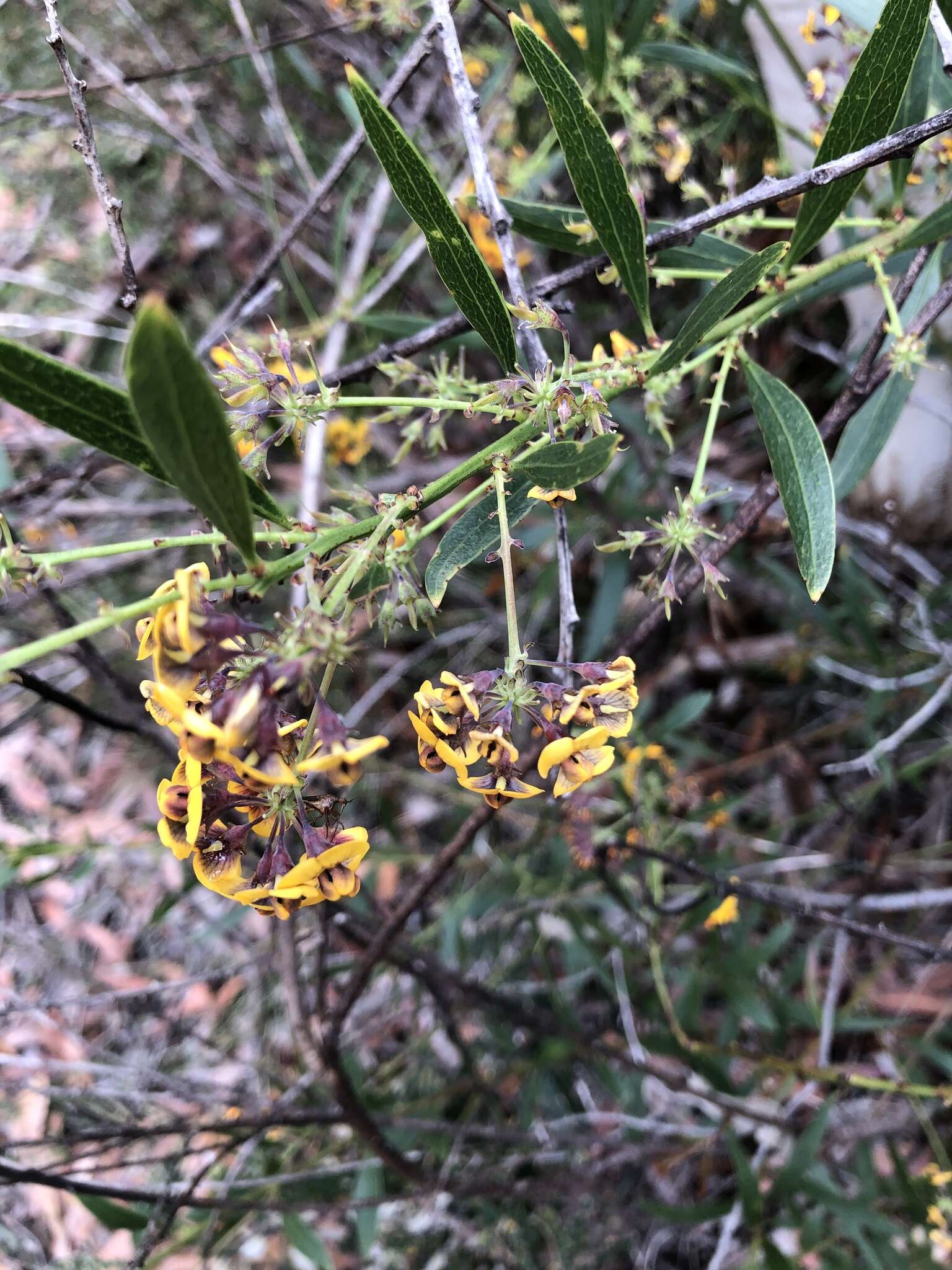 Imagem de Daviesia corymbosa Sm.